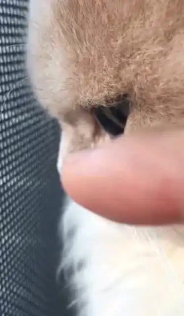 一只会思考喵生的猫,表情看起来好深沉