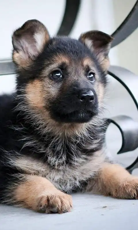 德国牧羊犬拼图好玩吗怎么玩德国牧羊犬拼图游戏介绍
