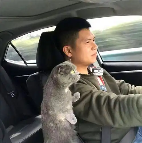 主人开车猫咪突然伸出爪子,一脸紧张看着前方大哥,超速了