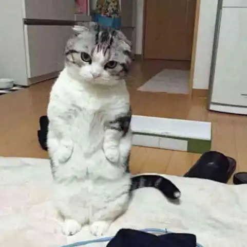 主人清晨一觉醒来,发现被折耳猫监视,弄清真因后羞愧不已