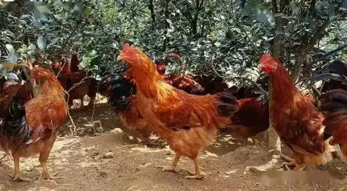 那山那树,那个养鸡的人