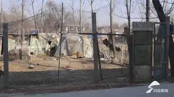 菏泽17岁脑瘫少年养鸡追踪养鸡场注册商标起了名