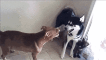 搞笑gif趣图当哈士奇遇到比特犬,二哈使出了绝招