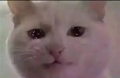 救助流浪猫狗,我们在行动