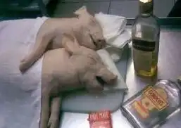 搞笑时光希望这次的劫匪不要又嫌弃我......