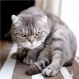 抖音社会猫图片大全下载抖音社会猫斗图无水印表情包图片大全分享v1.7.9嗨客安卓软件站