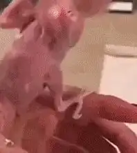 搞笑gif趣图糖做的航母,大爷,厉害了