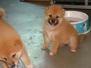 图直销精品柴犬温顺易训包健康可上门交易可托运上海宠物狗