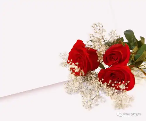 这几种花泡茶入菜也养生