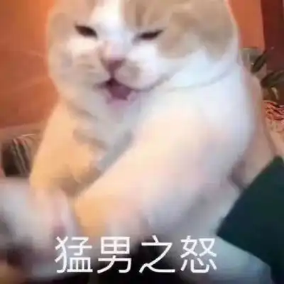 微信猫咪头像可爱大全带字等一个你等一个爱情