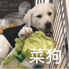 怼人表情包我没事,我只是再也不会快乐了