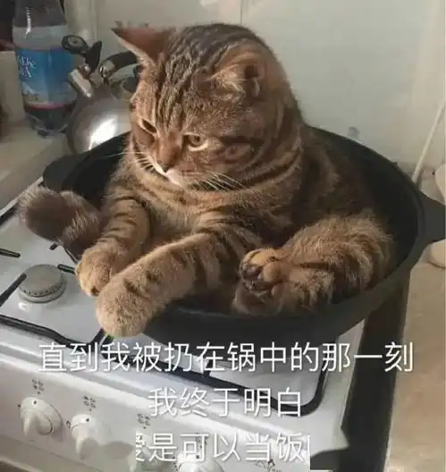 可爱猫猫表情包为了生活,居然沦落至此...