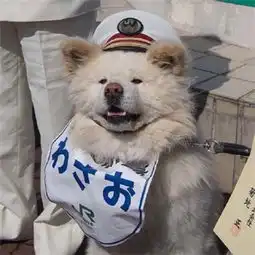 2017双十一单身狗头像萌狗搞笑双十一专属的个性头像