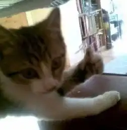 猫点赞表情包大全