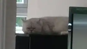 猫儿,狗儿掐我脖子干什么是不是玩不起
