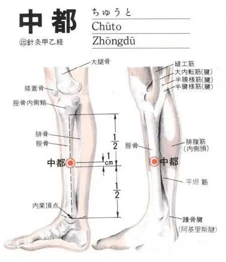 中都穴准确位置图和作用