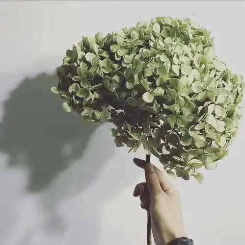 岁月沉淀的美干花