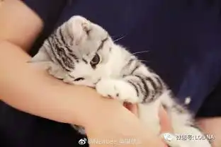 真正的镇队之宝各大战队萌宠大盘点