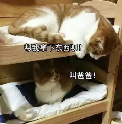 怎么还不放假啊啊啊啊丨第208期猫咪表情包