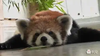有助于睡眠的小熊猫牌表情包新鲜出炉啦