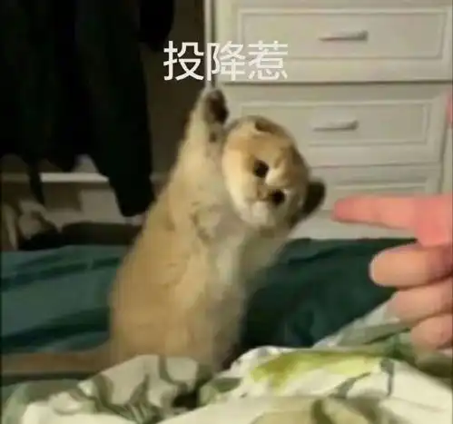 表情包吵架后用来道歉服软的可爱表情包