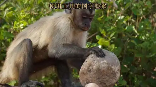 黑帽悬猴已经聪明到如何使用石头砸开椰果了