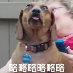 直击那些关于汪星人的冷知识之不得不说的秘密