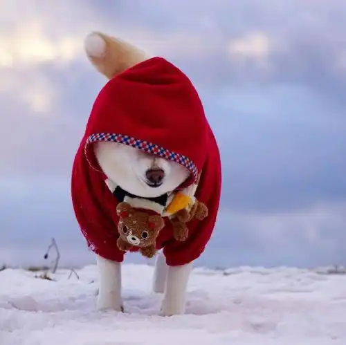 一看就是奶奶养大的狗,硬核柴犬来袭