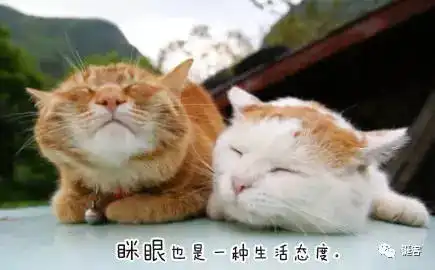 猫奴必去的6个猫岛