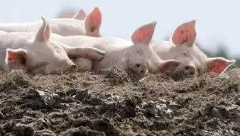 东阳的猪肉价格降啦降了多少这里有答案