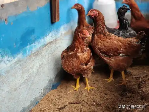 千万不要在楼顶种菜养鸡,谁做谁后悔,不要以为你能例外
