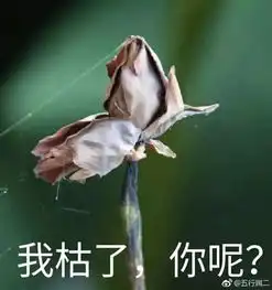 据说是今年最实用的表情包实在是太接地气了