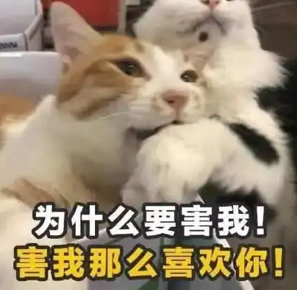 超实用的猫咪土味情话表情包被你赞过的朋友圈叫甜甜圈