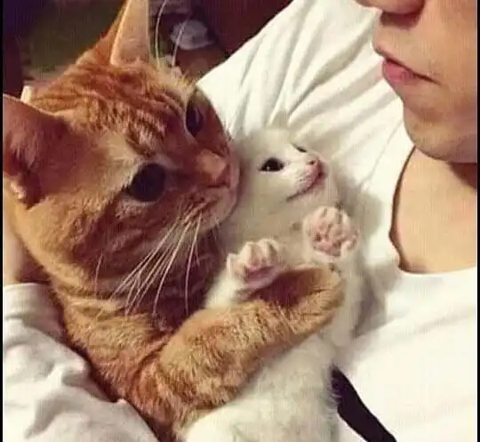 猫咪迷之表情,让我的心萌化了