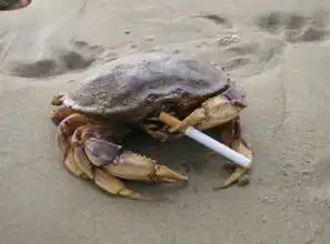 鸭子抽烟酷劲十足盘底全球搞笑动物图集组图