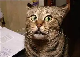 令校园女生疯狂的可爱猫咪表情
