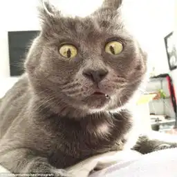 小猫患脑积水反成网红吃惊表情别具一格图