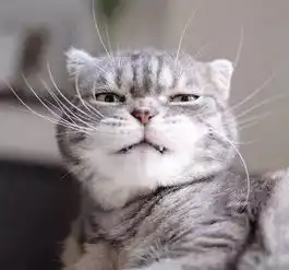 一个炫酷一个软萌霸道总裁猫搭配软萌可爱猫,这反差萌也是很迷人啦表情
