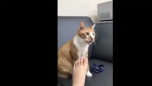 猫咪闻主人脚,露出惊呆的表情这不是小鱼干的味道