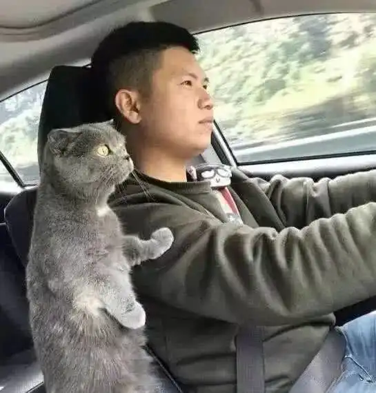 开车带猫咪出行,二货举动让人笑翻真没见过世面,丢猫脸