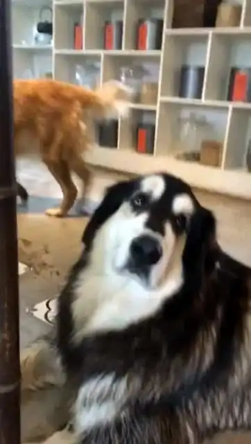 见过这品种的狗狗吗爸爸是金毛犬,妈妈是哈士奇这长相太好玩了