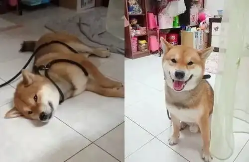 主人出门后打开监视器查看柴犬,却看到如此画面