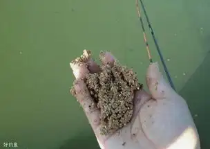 窝料随手一扔就完事分享一下个人的打窝经验