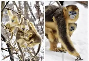 初见大雪小金丝猴惊呆了,猴年新表情帝组图