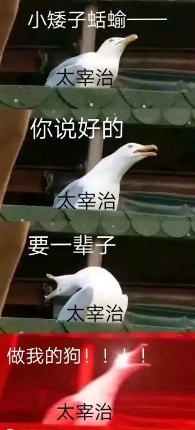 当文豪野犬遇上表情包9劳资不选封面了什么玩意儿