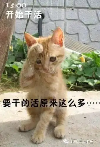 喵星人告诉你,明天的你就是这样子的