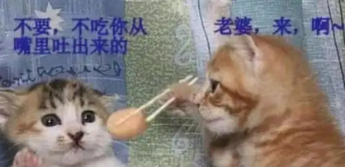 史上最尿性喵星人,倒数第三个掀开衣服的一霎那,希望大家不要笑到生活不能自理