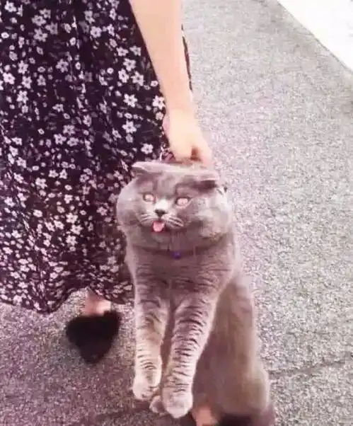 猫咪偷跑出去约会,结果被女主人发现拖回家表情让人笑翻了