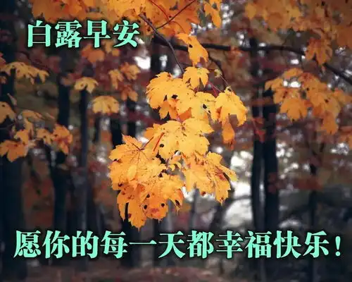 8张最美白露节气早上好带祝福语暖心的白露早安问候祝福语图片带字温馨
