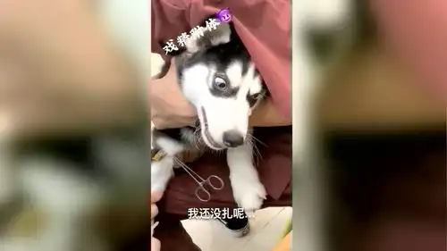 爆笑动物主人给小哈士奇打针,原来这家伙还是个戏精啊